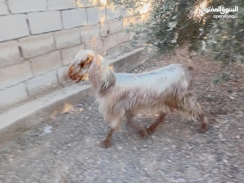 عنز حليب او ضحية .....