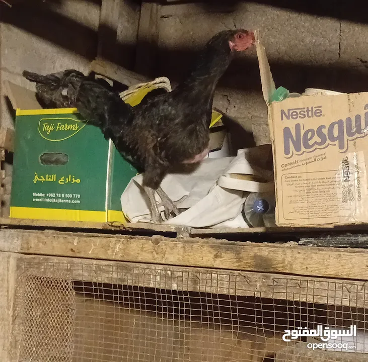 جوز أرانب وجوز بط بلدي و دجاجه بندوقة باكستاني بدها ترقد