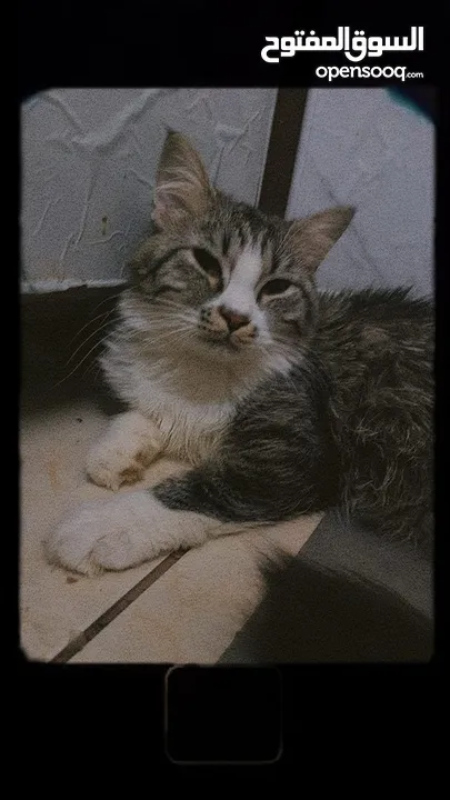 قطط للتبني مجانا - Free cats for adoption مجانا للتبني