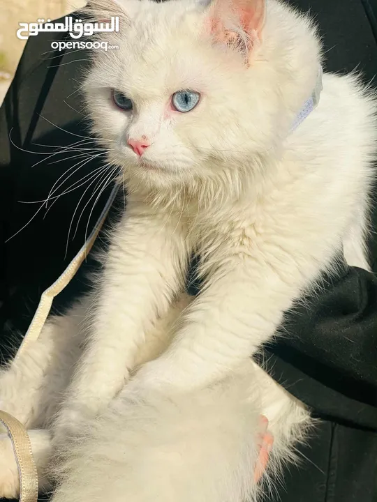 قطة شيرازي مميزه للبيع عيون زرق الخليل