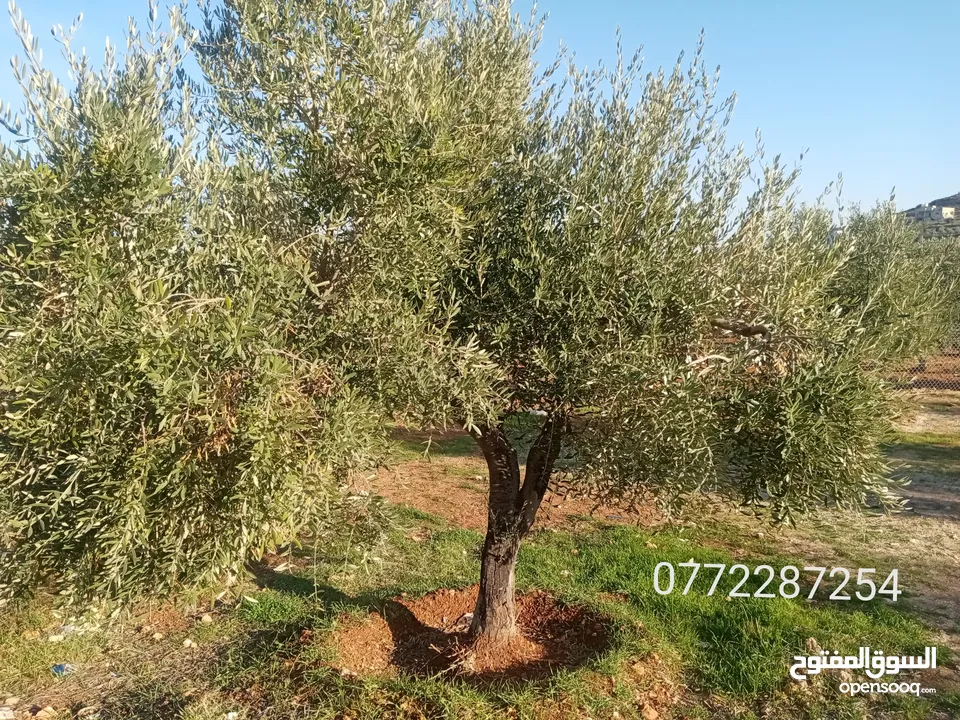 لقطه مزرعة جاهزه مع بيت ريفي جرش نادرا