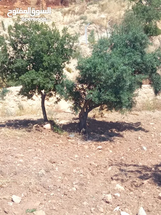 مزرعة للبيع من اراضي غرب عمان  منطقة البصة (ابو السوس ) للبيع بسعر مغري