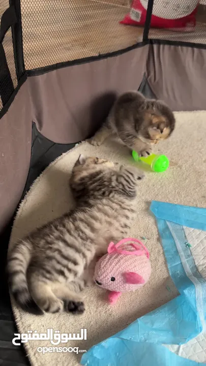 Pure Scottish double fold 4 weeks old