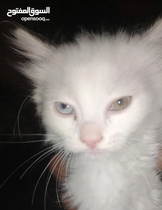قطه اليفه ذات عيون مختلفه مطيع جميل العمر شهر ونص