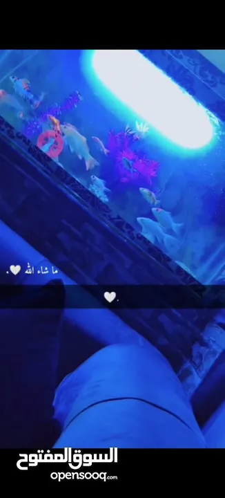 حوض سمك للبيع بسعر طري