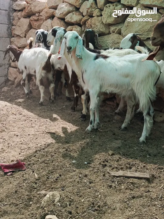 متاح طقم شعاري عجمي نخب اول