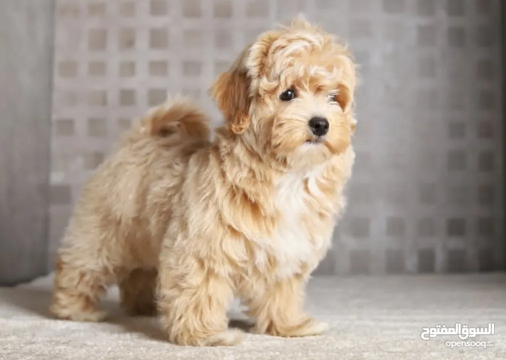 Maltipoo  جراء مالتيبو