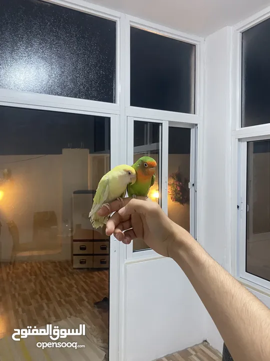 جوز روز أليفات للبيع