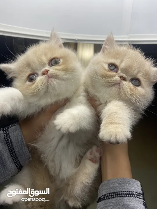 Exotic Persian Kittens from Pure Breed كيتنز اكزوتيك بيرشن من سلالة نقية 120-100 دينار