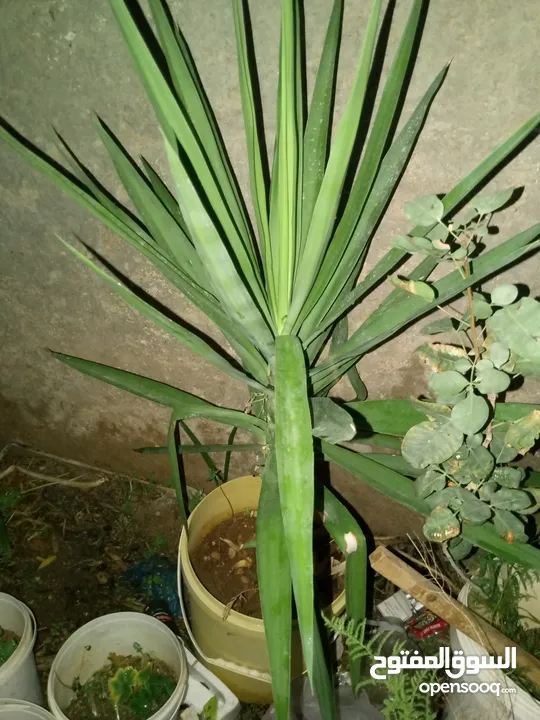 اشجار زينه