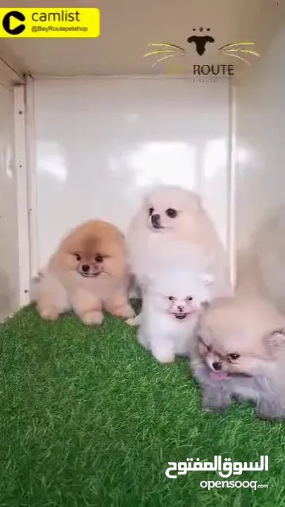 Two Pomeranian Puppies, Teacup Teddy Bear Face / Father and Mother Imported from Russia