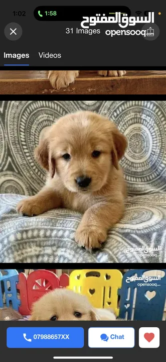 puppy Golden Retriever جرو جولدن رتريفر