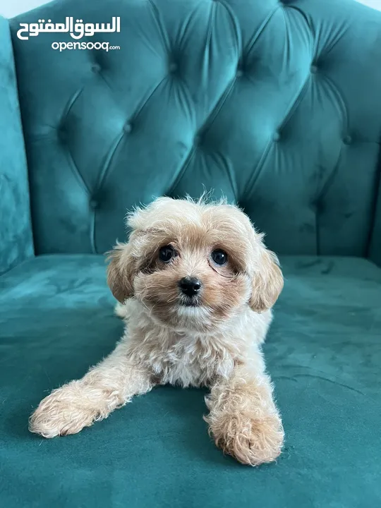 super duper cute maltipoo