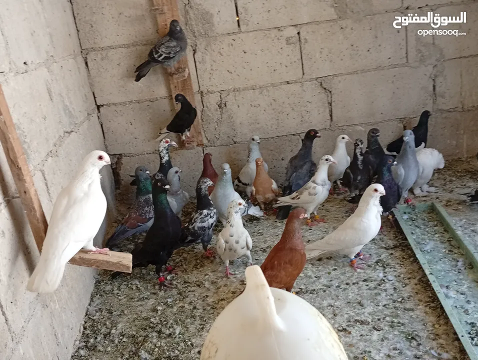 حمام للبيع الوان كش  طيور حمام