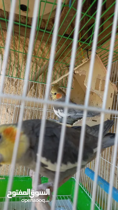 cockatiels كوكتيل