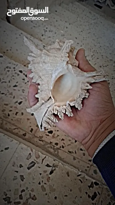 تحفه فنيه من شواطئ زاندفورت هولندا