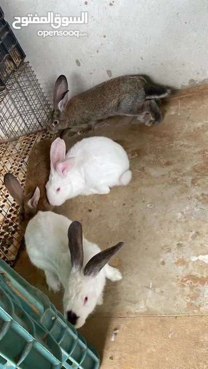 مجموعه ارنب للبيع