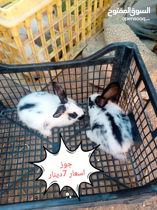 ارانب هجين