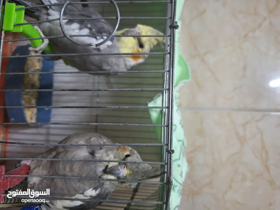 ذكر وانثى كوكتيل للبيع