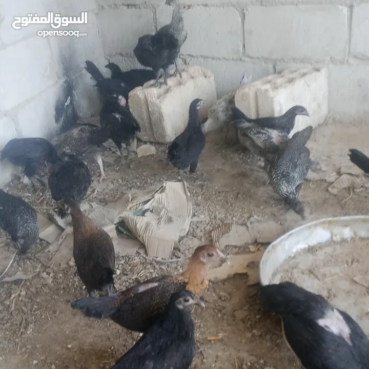 بسم الله فرخات نخب اول