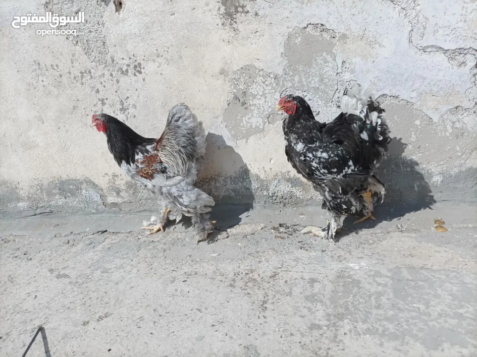 جاج براهما