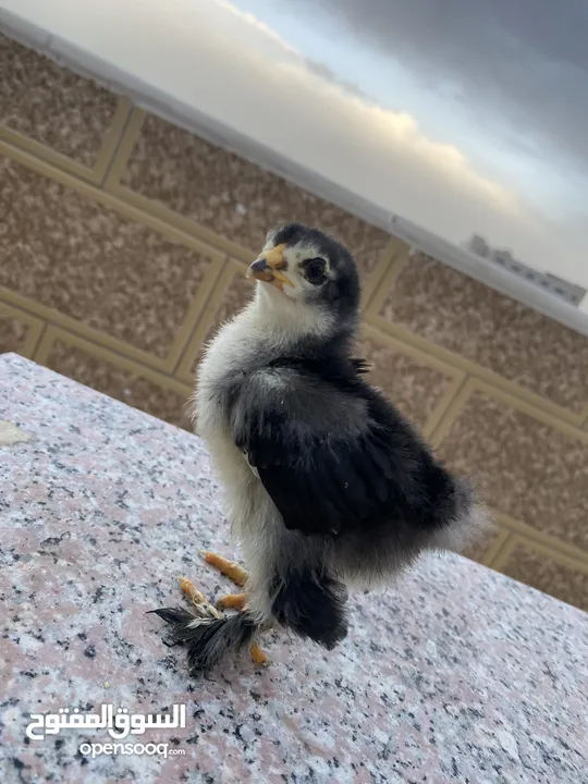 صيصان براهمي لبيع