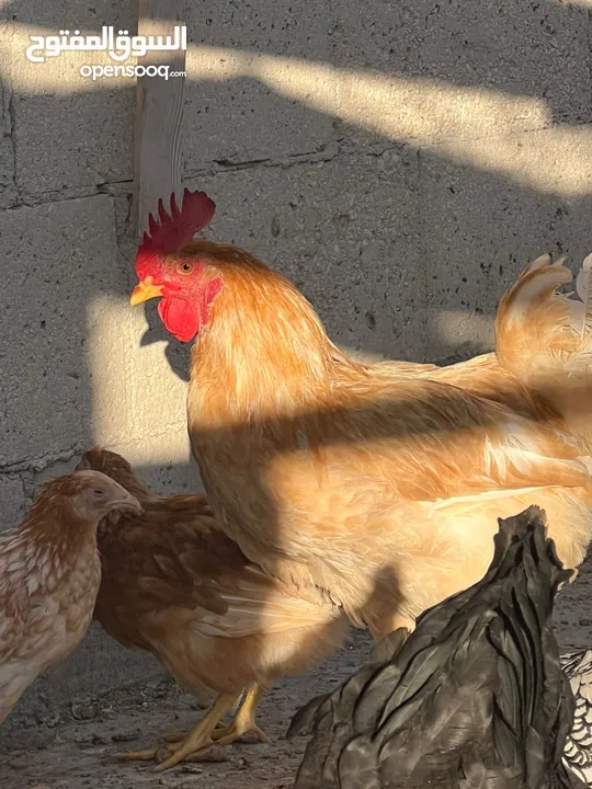 جاج لوهمان + بلدي بياض للبيع