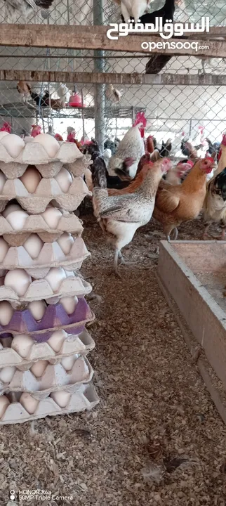 بيض عماني مخصب