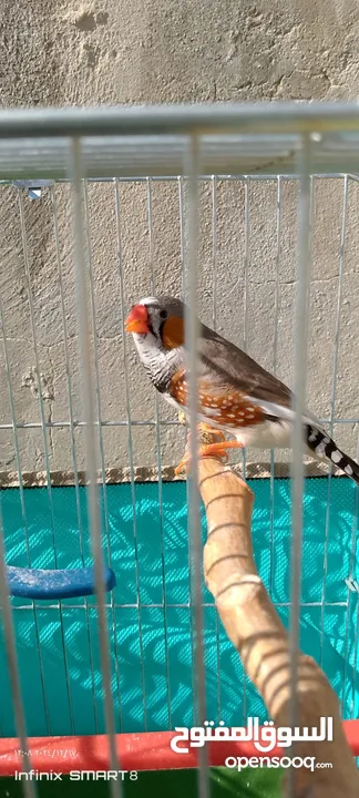 جوز طيور الجنه العمر شهرين