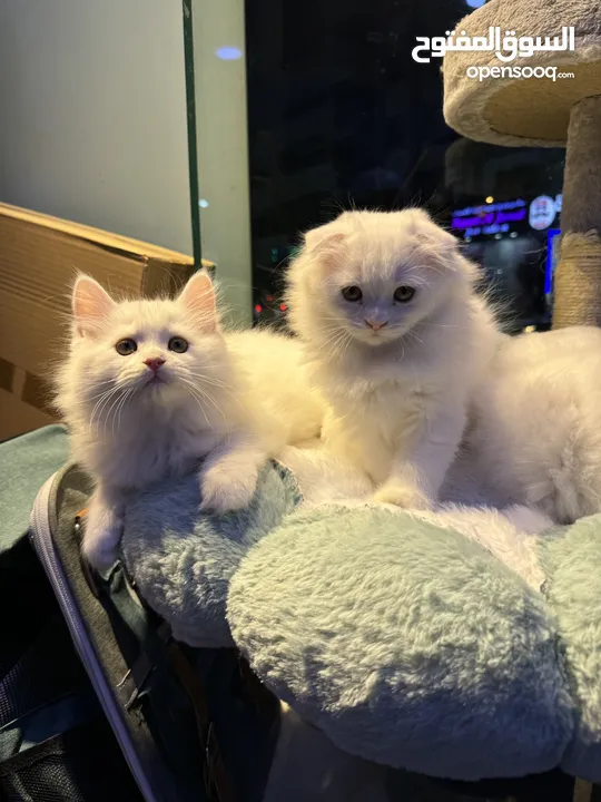 Persian kittens 2 months old male and female also Scottish fold avaible