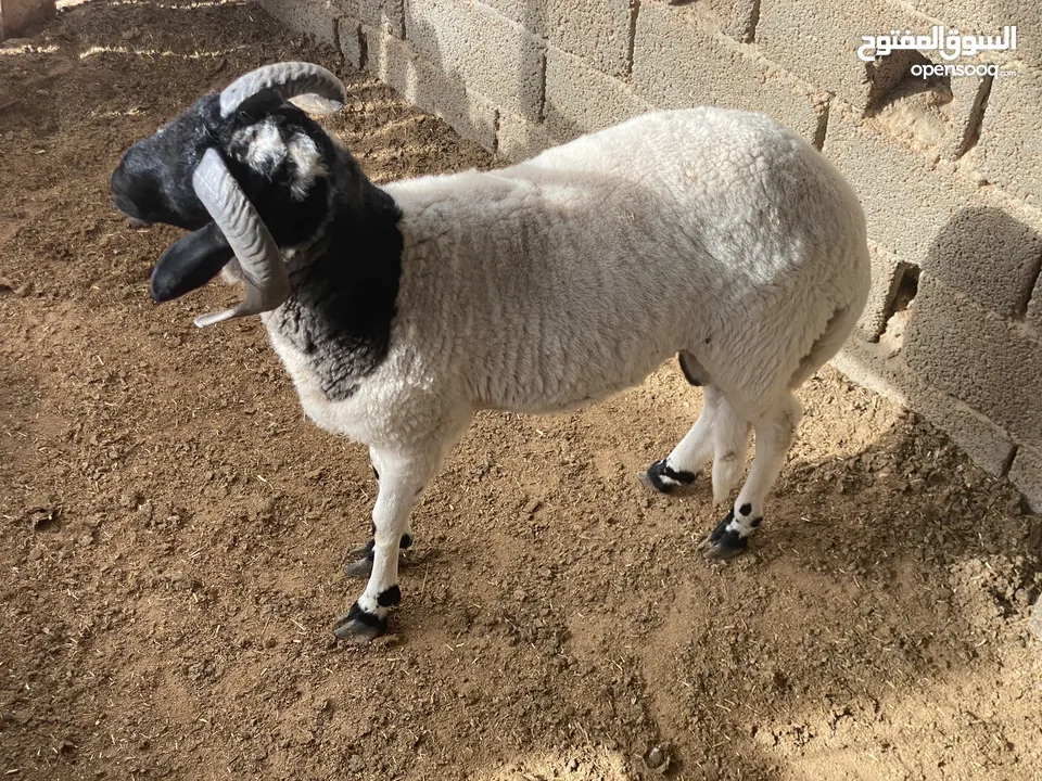 حولي ربي يبارك اقرا الوصف