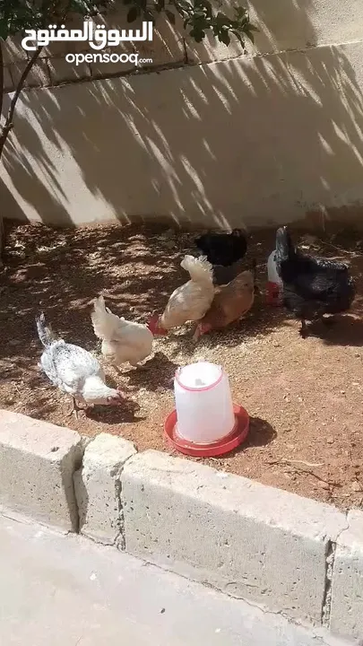 دجاج بلدي للبيع  6 دجاجات وديك