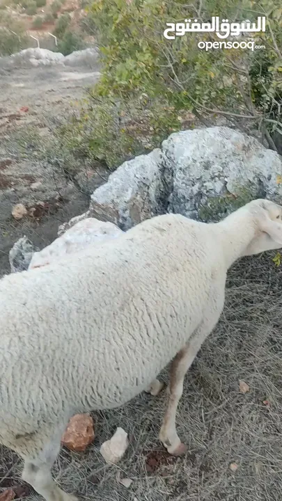 خراف عساف مع كبش نجدي معاشير