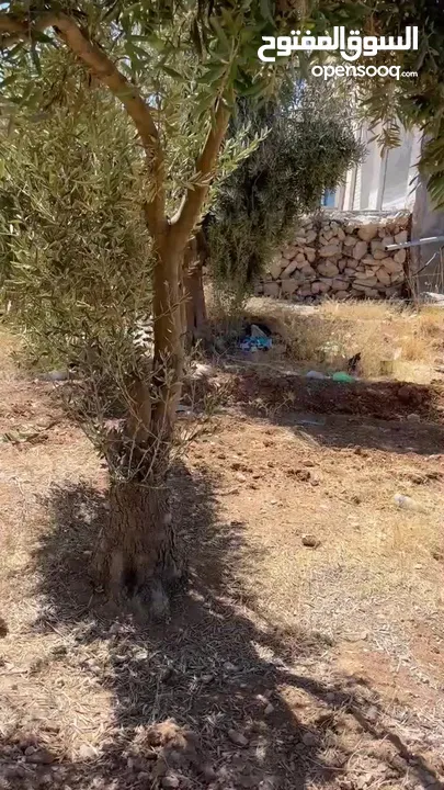 ارض للبيع او للمشاركة في استثمارها