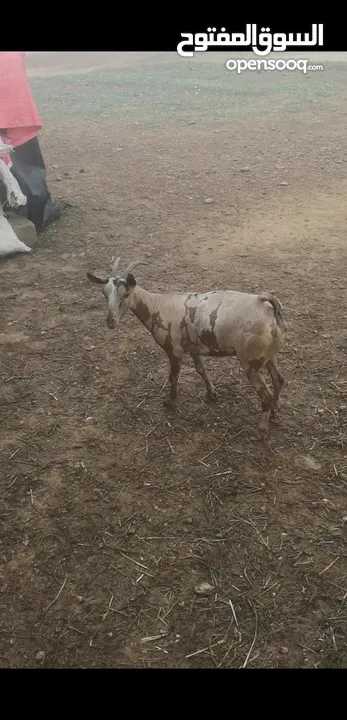 7 أغنام.. وحده دبسية.. وحده غزالية وحده ثلجية فيها ابيض.. و 4 جيشات ملقحات من تيس ثلجي... جملة ب 860