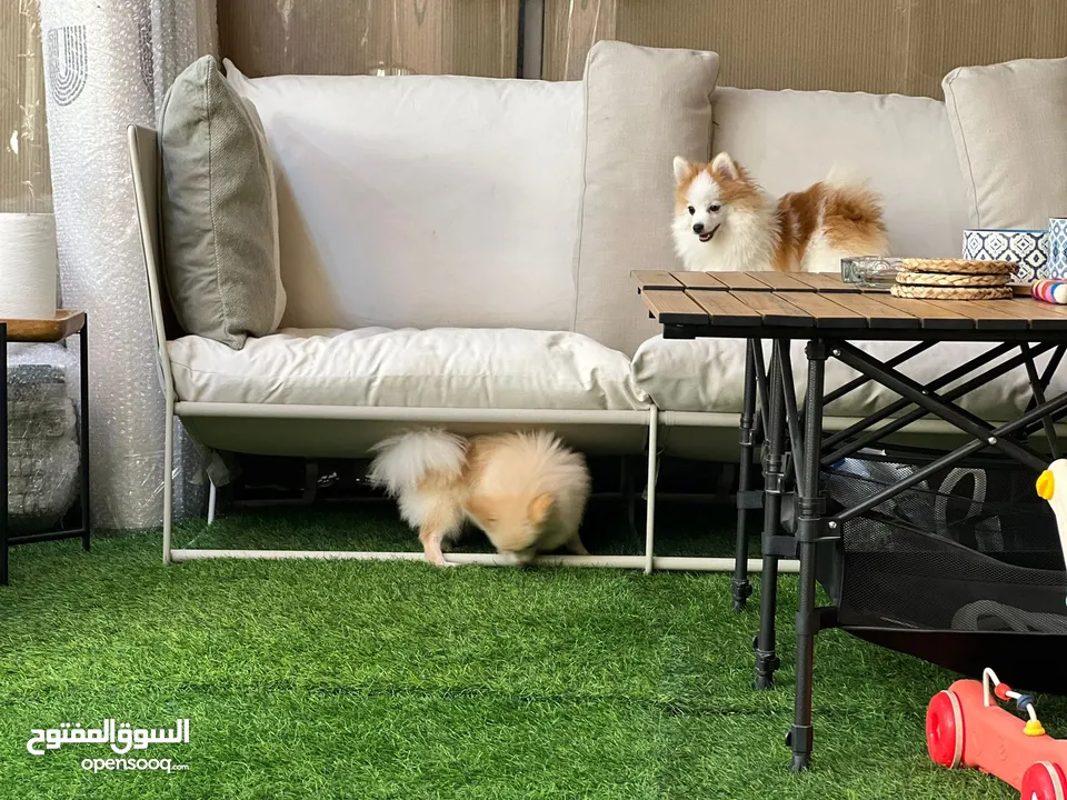 كلب بومرينيان فوكس فيس ذكر pomeranian  dog fox face male 5 month