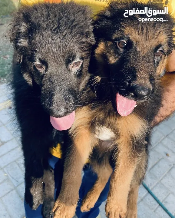 German Shepherd Pups