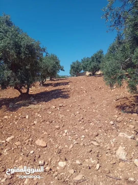 مزرعة للبيع من اراضي غرب عمان  منطقة البصة (ابو السوس ) للبيع بسعر مغري