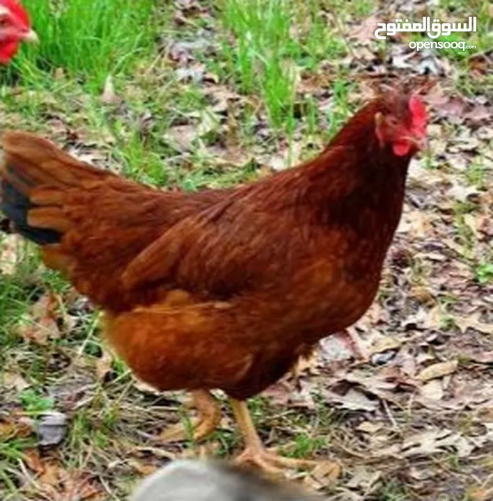 طيور سمان ودجاج رود ايلاند الأحمر الأمريكي