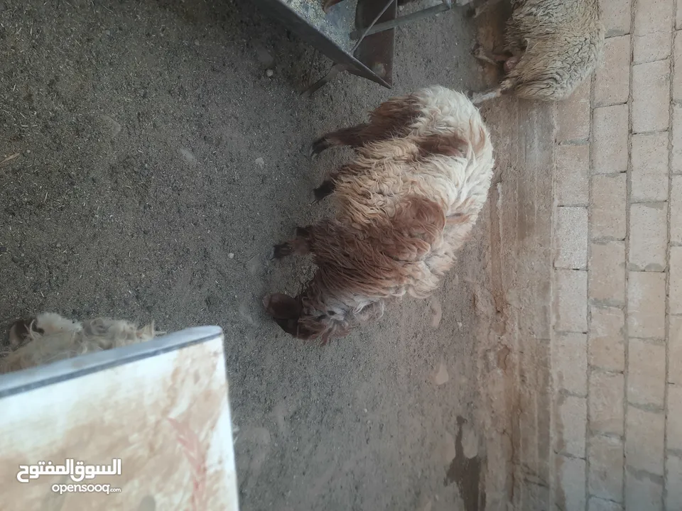 حلال للبيع