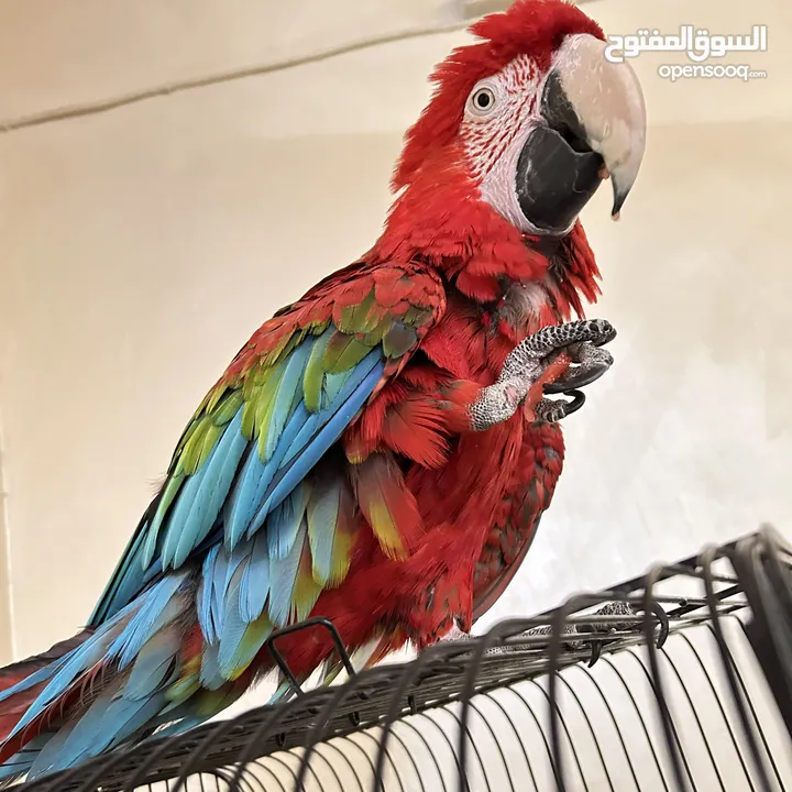 كاسكو مكاو كوكاتو امزون