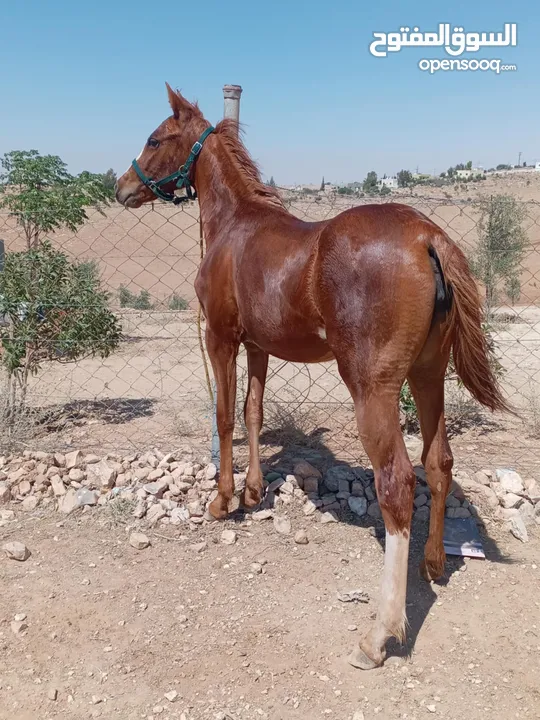 مهرة للبيع