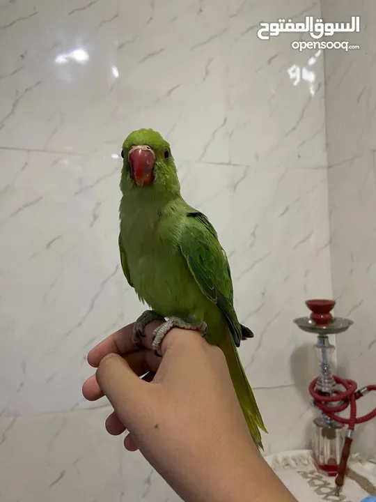 ببغاء الدره