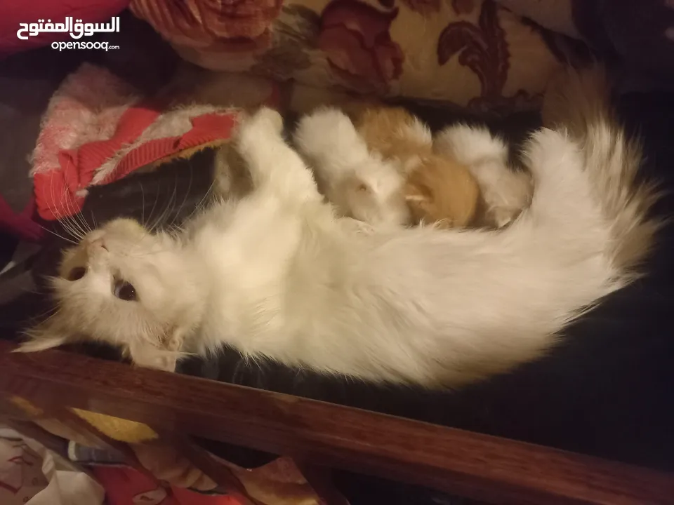 قطط للتبني