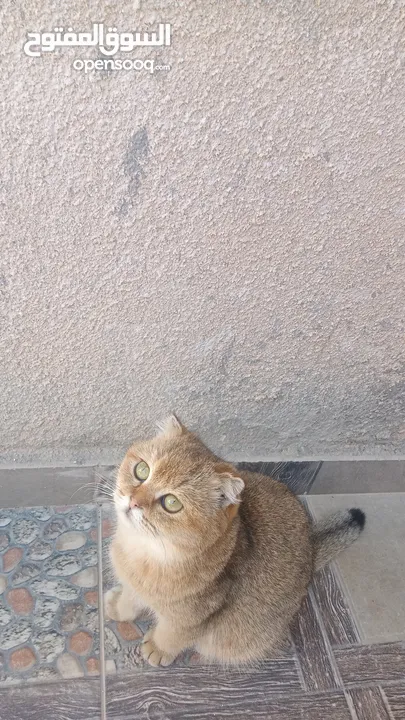3قطط سكوتش فولد