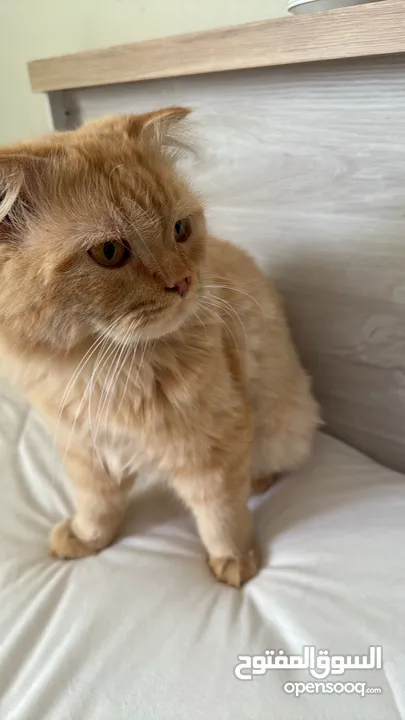 Male Cat for adoption قط ذكر للتبني