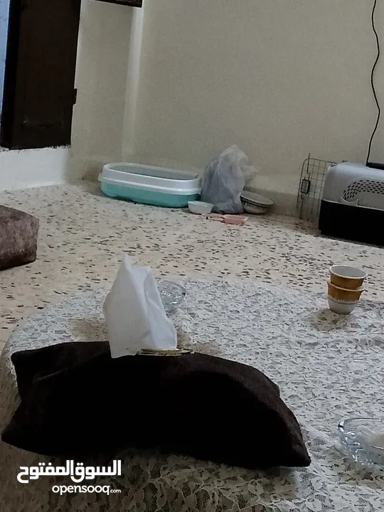 قط للبيع بسم الله ما شاء الله  اسم القط طبوش