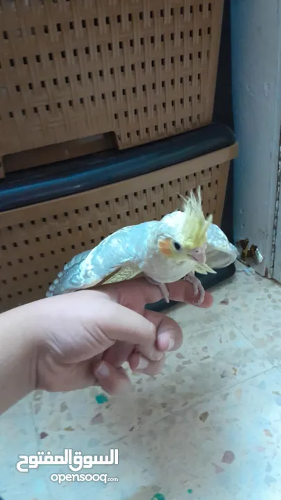 طيور كوكتيل مفطومات جديد