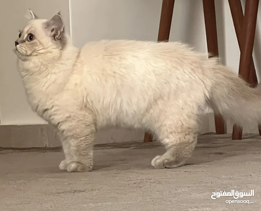 قطة سكوتش ستريت للبيع