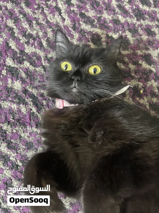 القطه : للتبني / free عمر 9 شهور جنس/ انثى